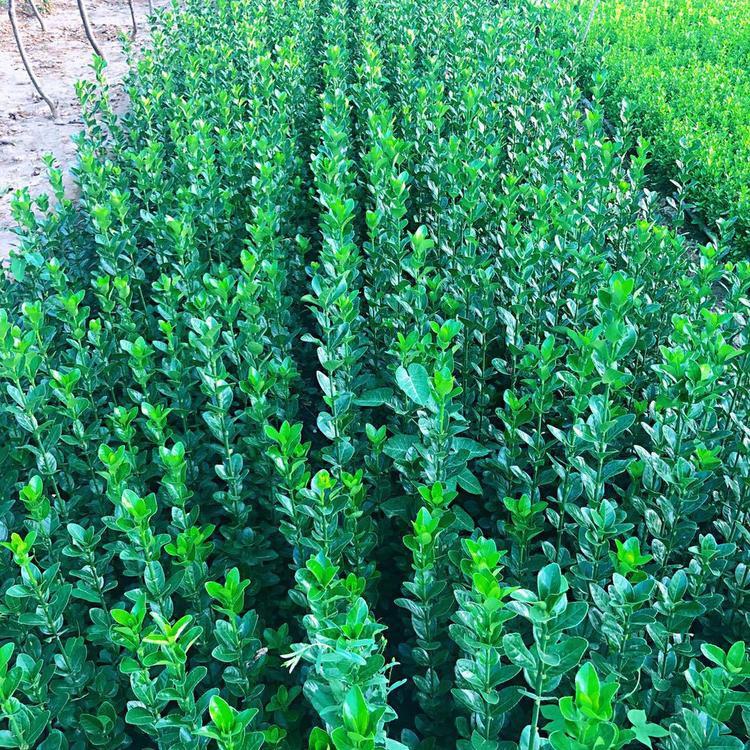 5米1.8米2米北海道树苗 四季常青耐寒北海道 炳田 种植技术