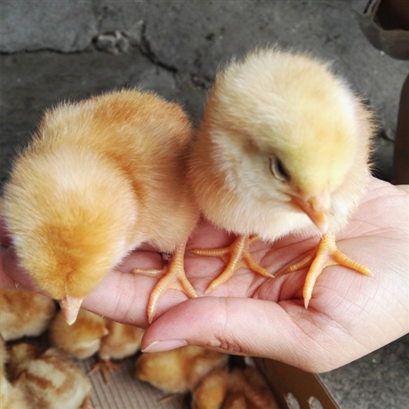 海兰灰蛋鸡苗正宗纯种褐壳蛋鸡苗包疫苗包邮包活