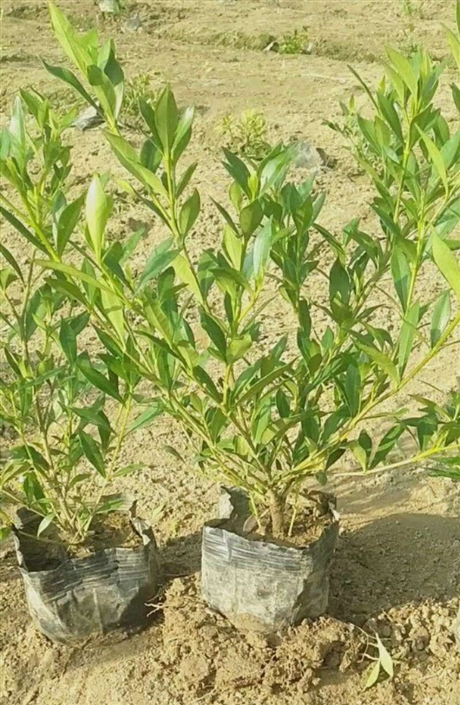 陕西直销大叶女贞小苗批发大叶女贞小苗大叶女贞小苗1米5