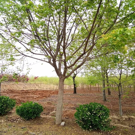 首页 农业 绿化苗木 乔木 山东黄栌苗规格齐全 好成活黄栌树苗 炳田