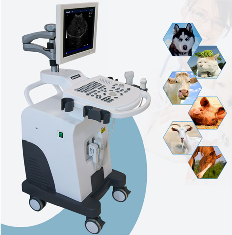 宠物B超仪报价,宠物用b超价格,推车式兽用b超机,宠物兽用B超厂家