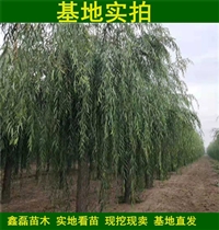 鑫磊苗木种植基地-10公分速生柳-垂柳种条批发价