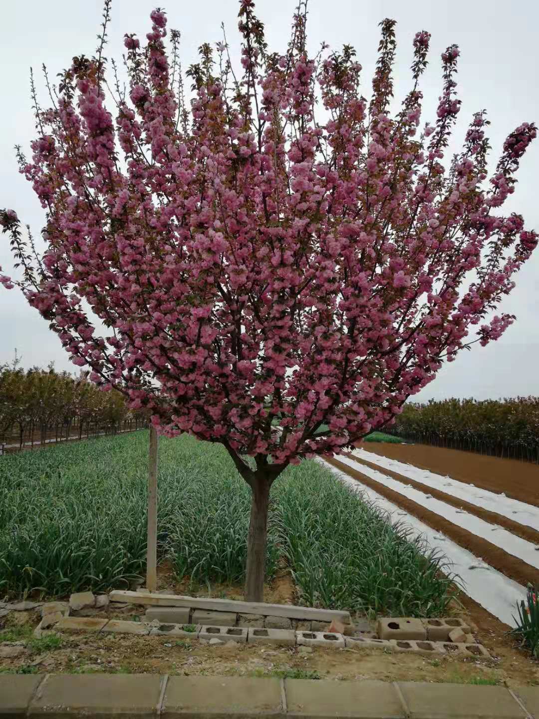 樱花树,日本晚樱,日本早樱,樱花苗,染井吉野樱,关山樱,普贤象樱,大岛