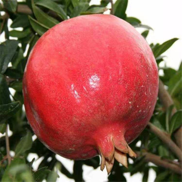 供应泰山红石榴树苗 批发红巨蜜软籽石榴树苗 茂盛 供应石榴苗