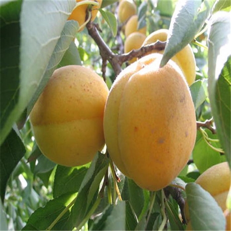 农户急售10公分杏树串枝红杏树明佳一手货源