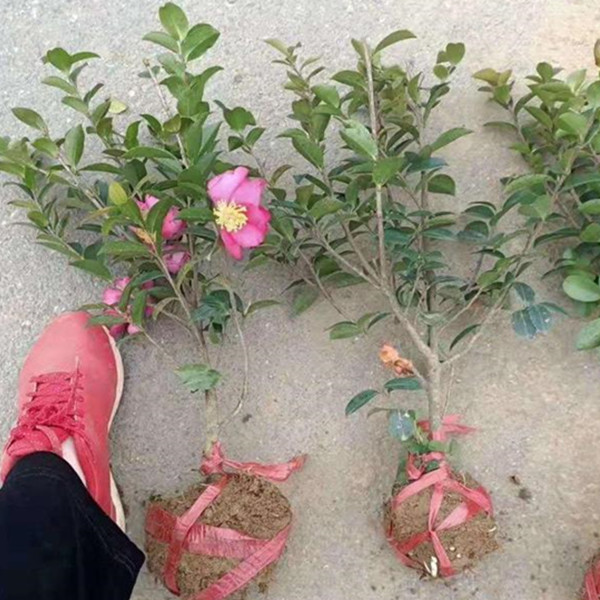 江苏产地出售茶梅苗茶梅小苗价格报价