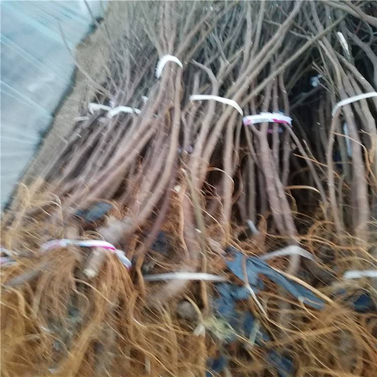 紫果无花果苗丰产好 乐耕农业 紫果无花果苗品种介绍