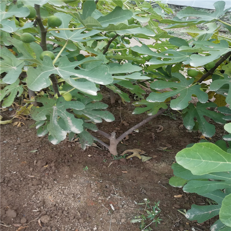 波姬红无花果苗当年坐果 乐耕农业 波姬红无花果苗耐寒抗冻