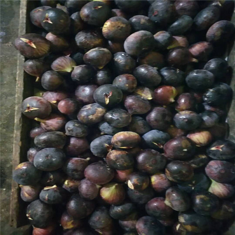 波姬红无花果苗当年坐果 乐耕农业 波姬红无花果苗耐寒抗冻