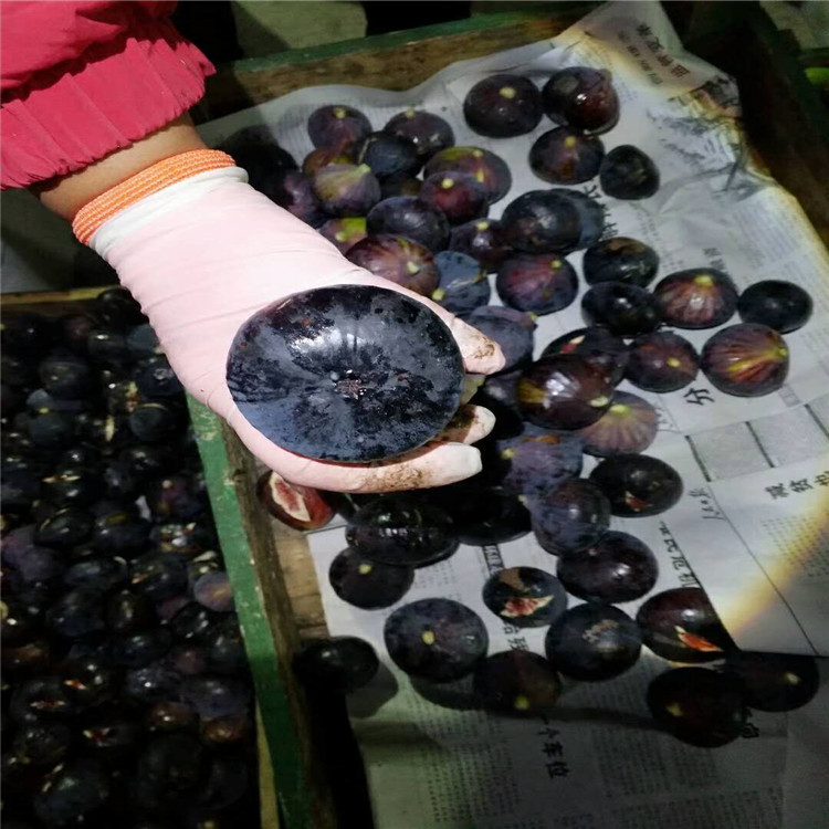 波姬红无花果苗当年坐果 乐耕农业 波姬红无花果苗耐寒抗冻