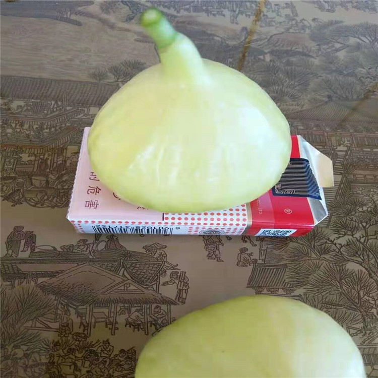 波姬红无花果苗当年坐果 乐耕农业 波姬红无花果苗耐寒抗冻