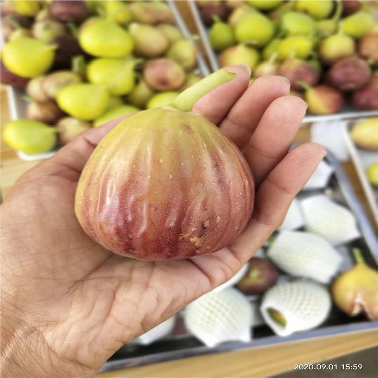 波姬红无花果苗当年坐果 乐耕农业 波姬红无花果苗耐寒抗冻