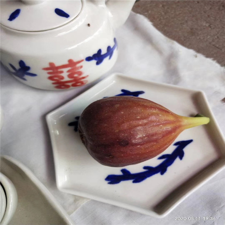 紫果无花果苗丰产好 乐耕农业 紫果无花果苗品种介绍