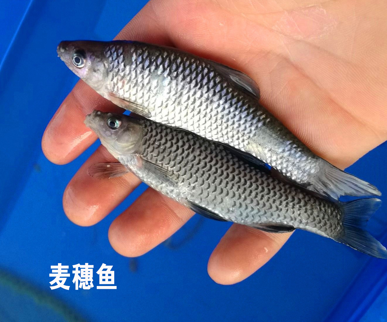 外江野生刀鱼 每条二两五以上 - 江水类 - 原味生活