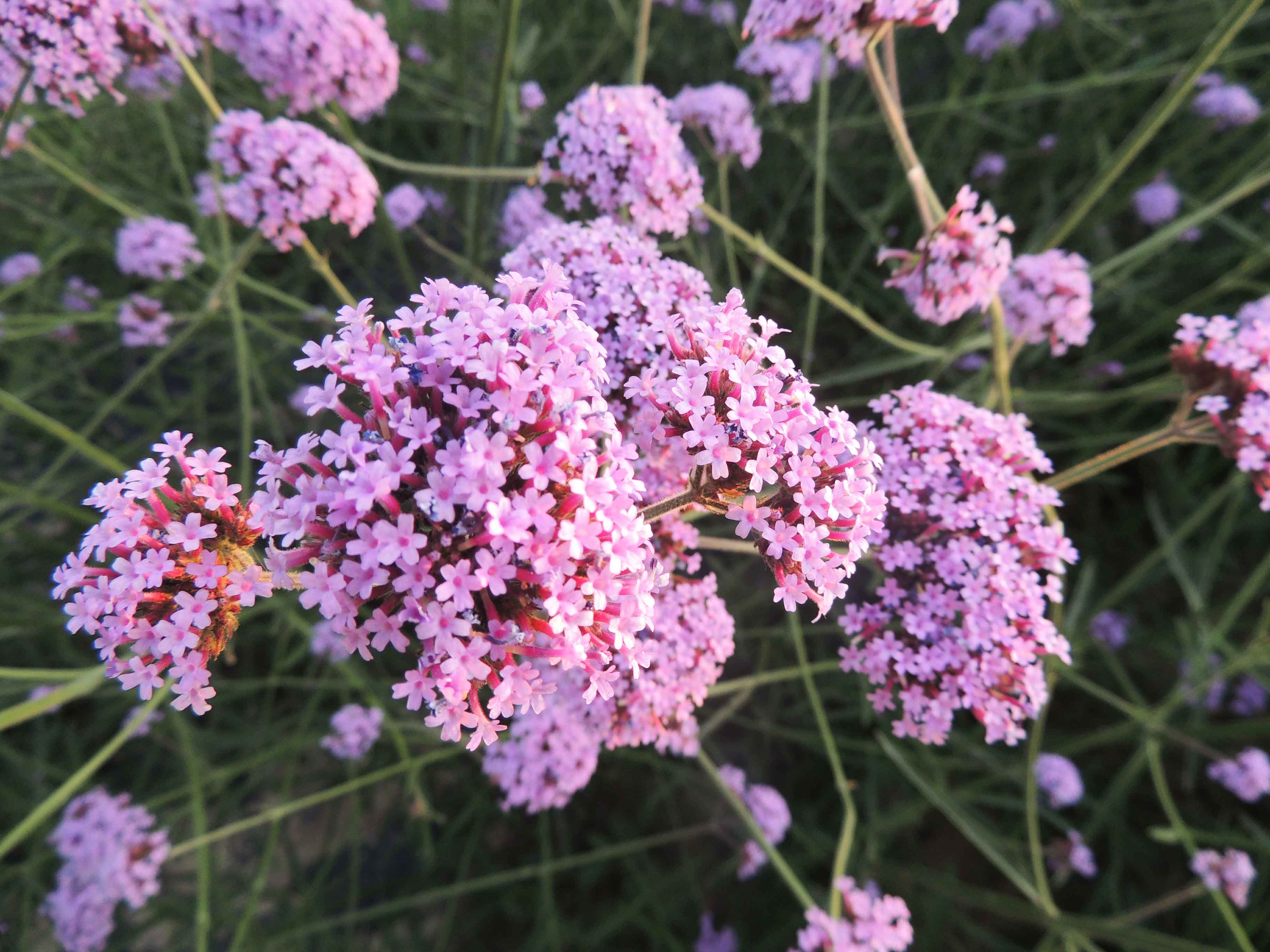 长期供应柳叶马鞭草种子