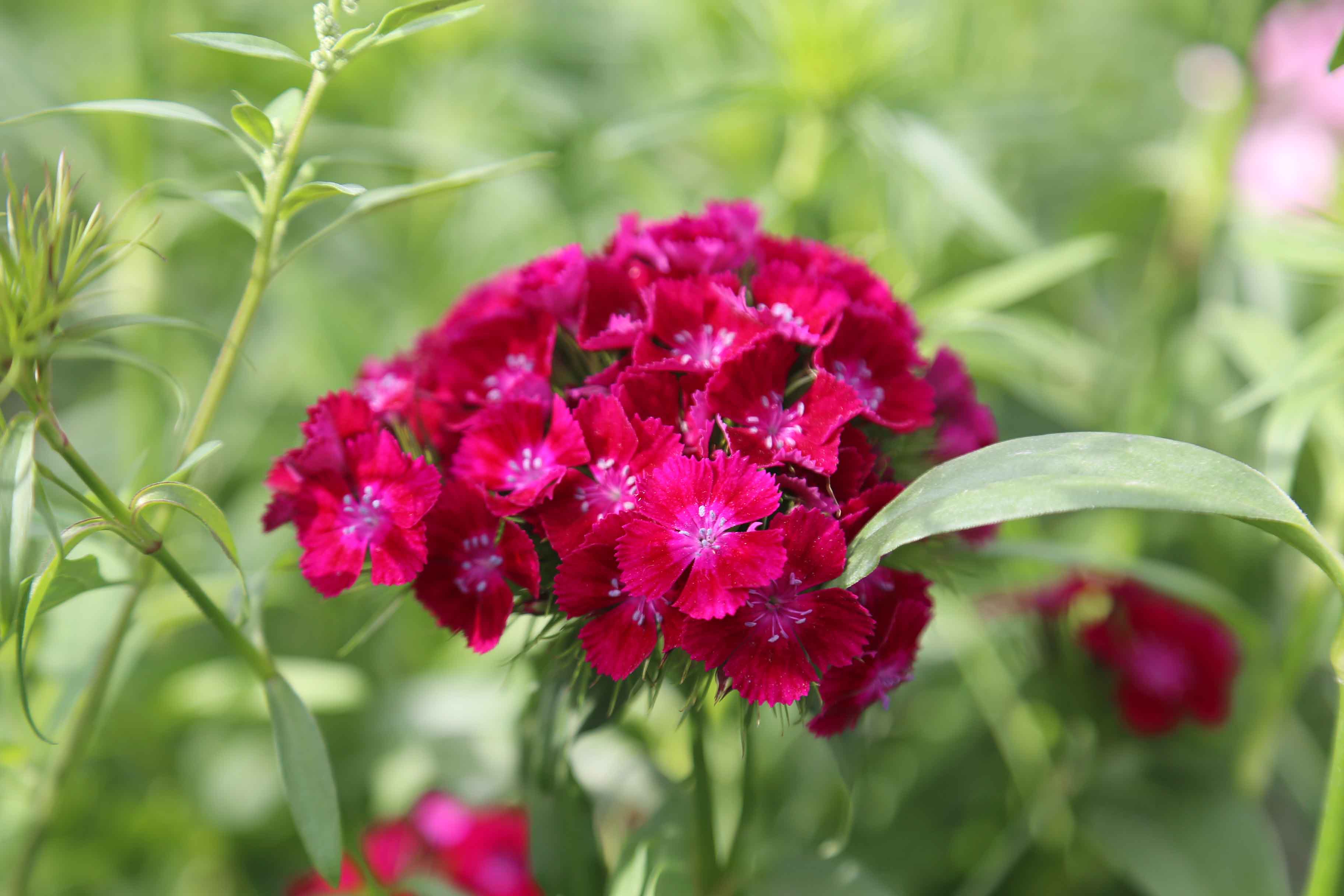 长期供应美国石竹种子