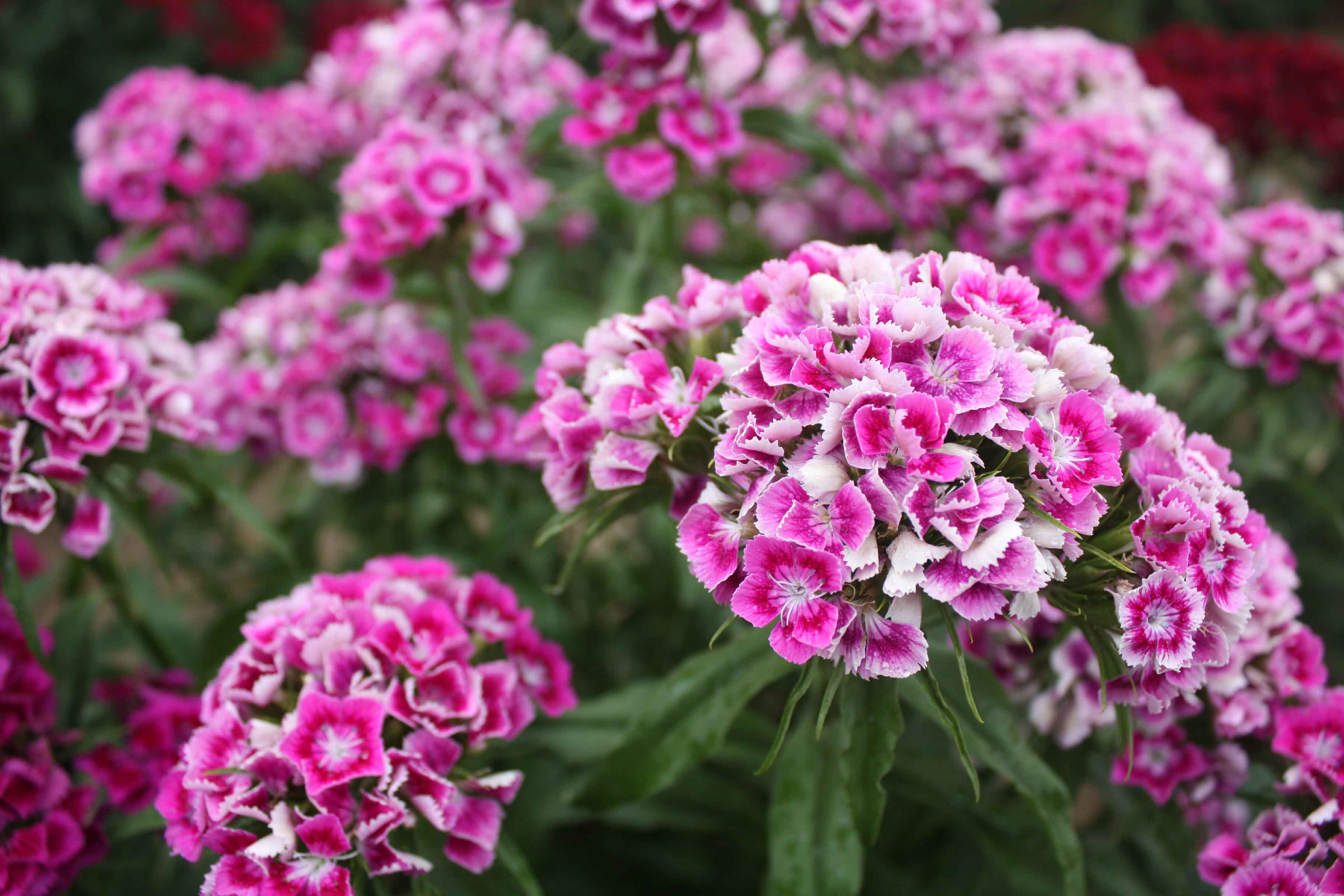 长期供应美国石竹种子