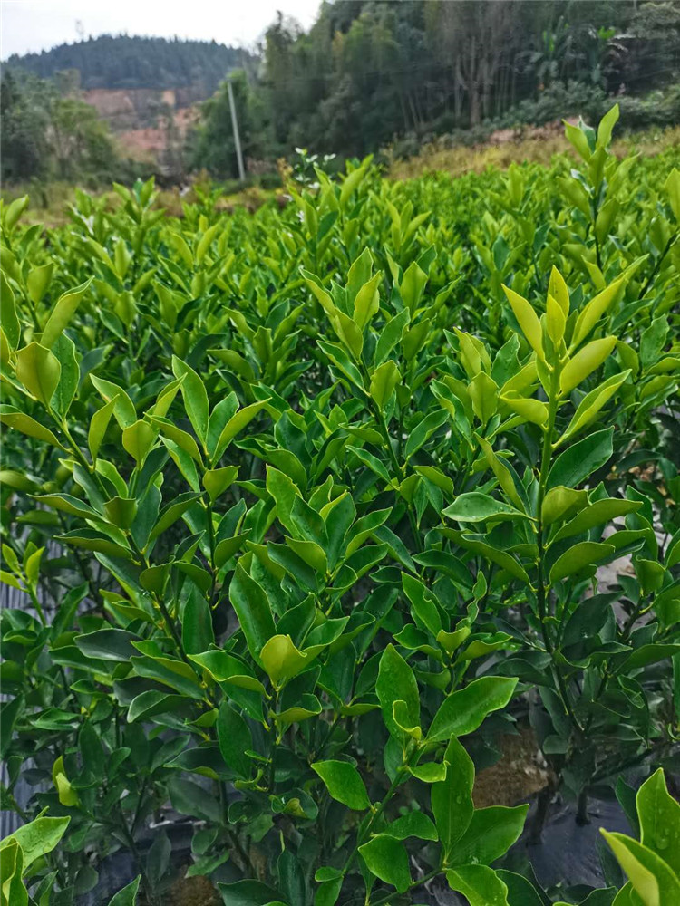 广西融安脆蜜金柑苗 脆皮蜜金柑果苗 产地苗圃直销