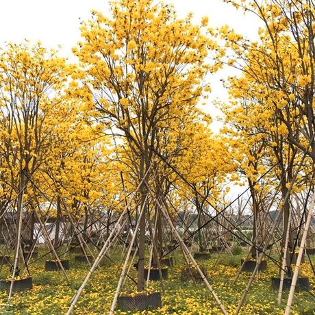 风铃木批发山西黄花风铃木袋苗观花苗木行道树风铃木