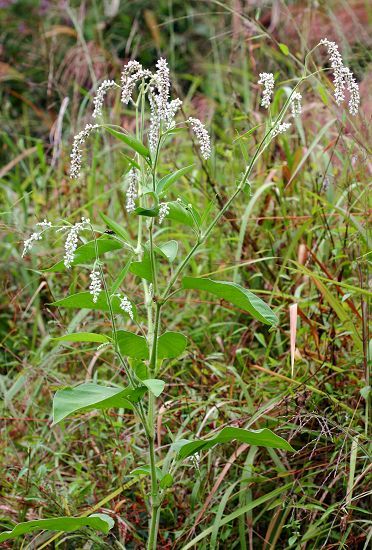 水红花籽 水蔓青 水杨梅 水田七