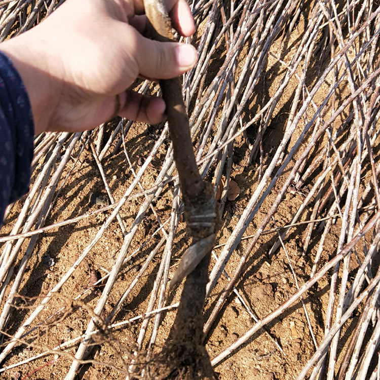 黑珍珠樱桃苗可以签合同 黑珍珠樱桃苗批发 种植方法