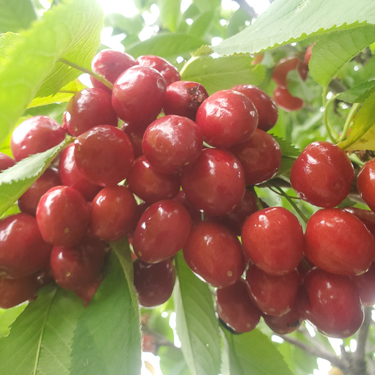 大紫樱桃苗可以签合同 大紫樱桃苗提供技术指导 抗虫害