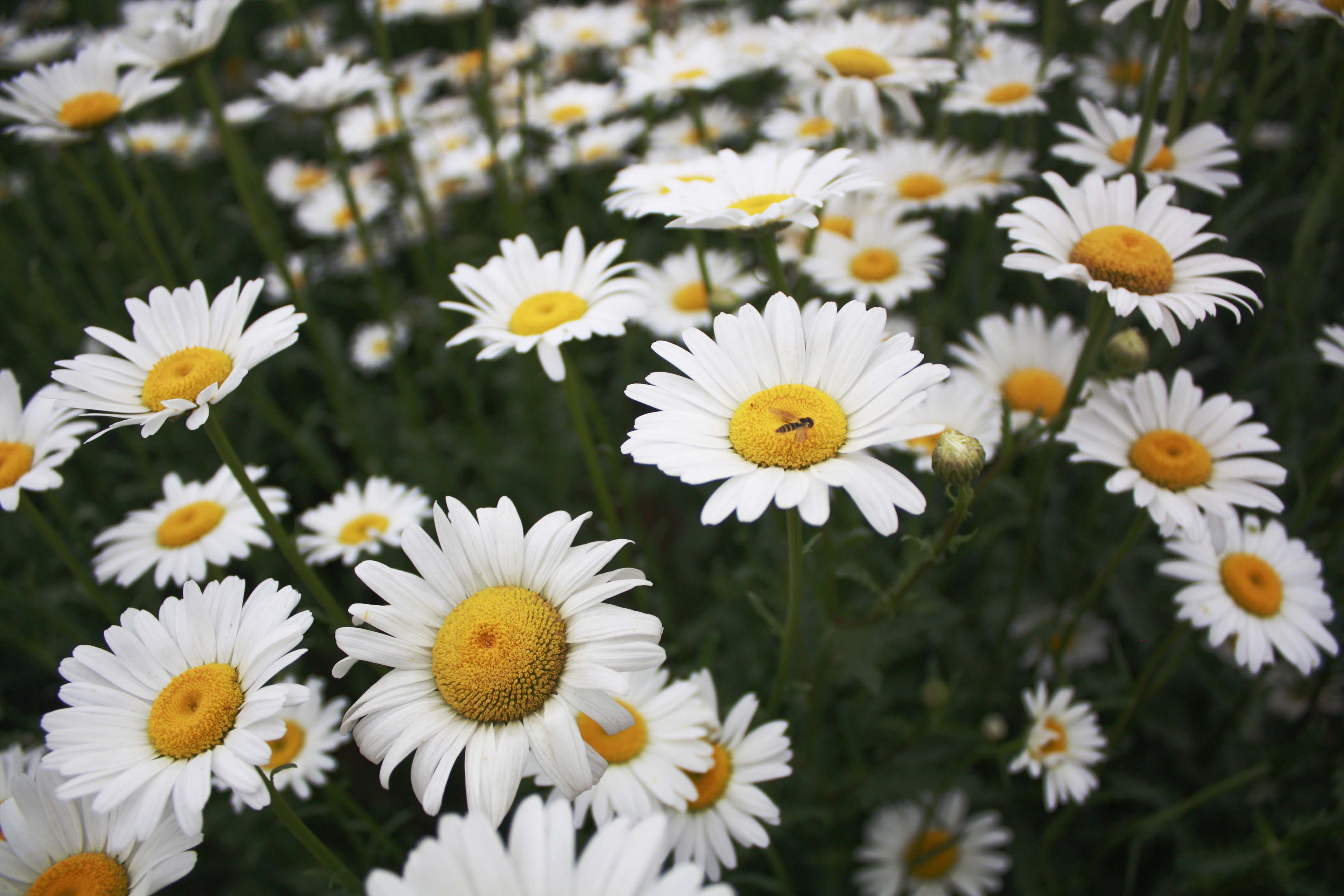 长期供应西洋滨菊种子