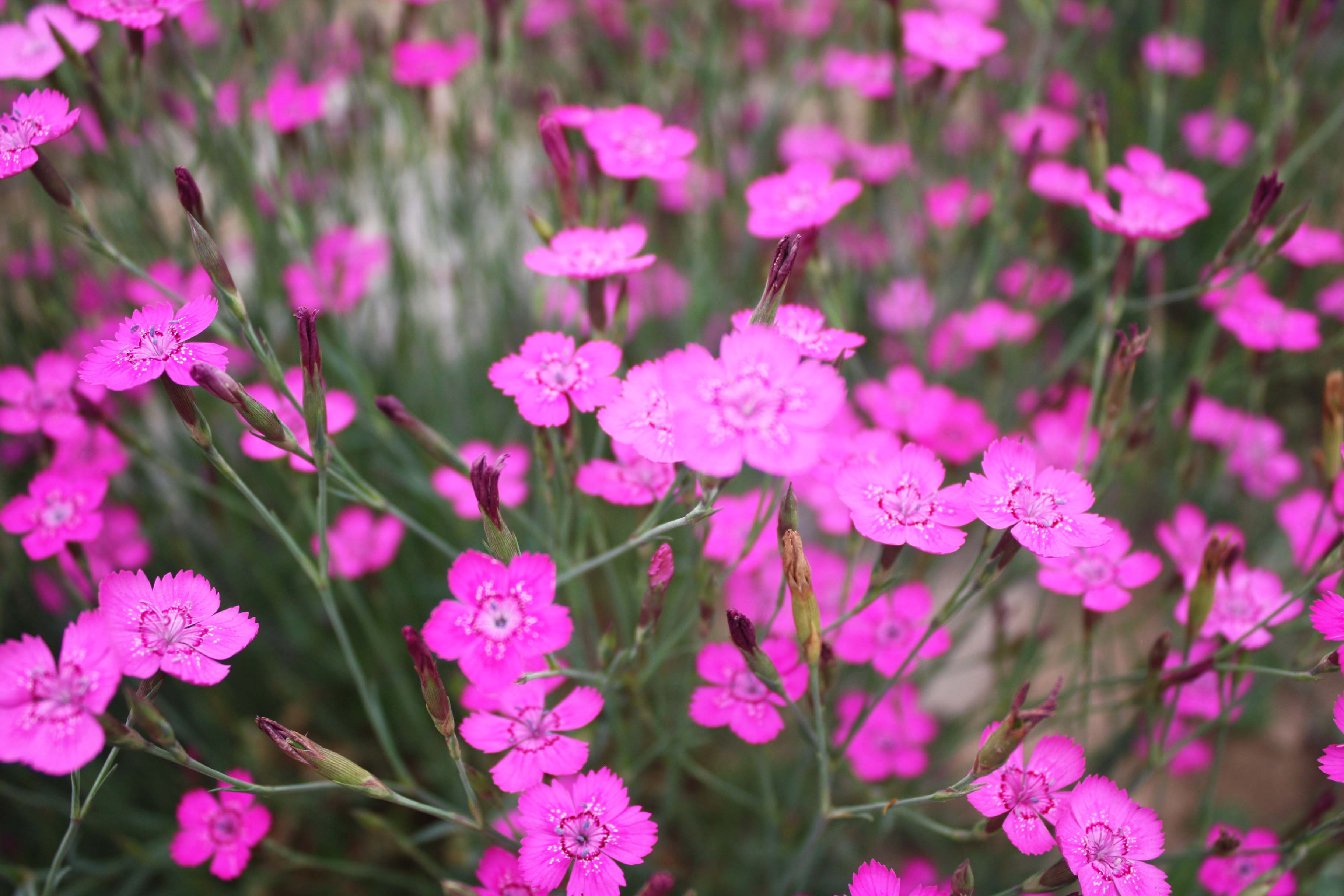 长期供应五彩石竹种子