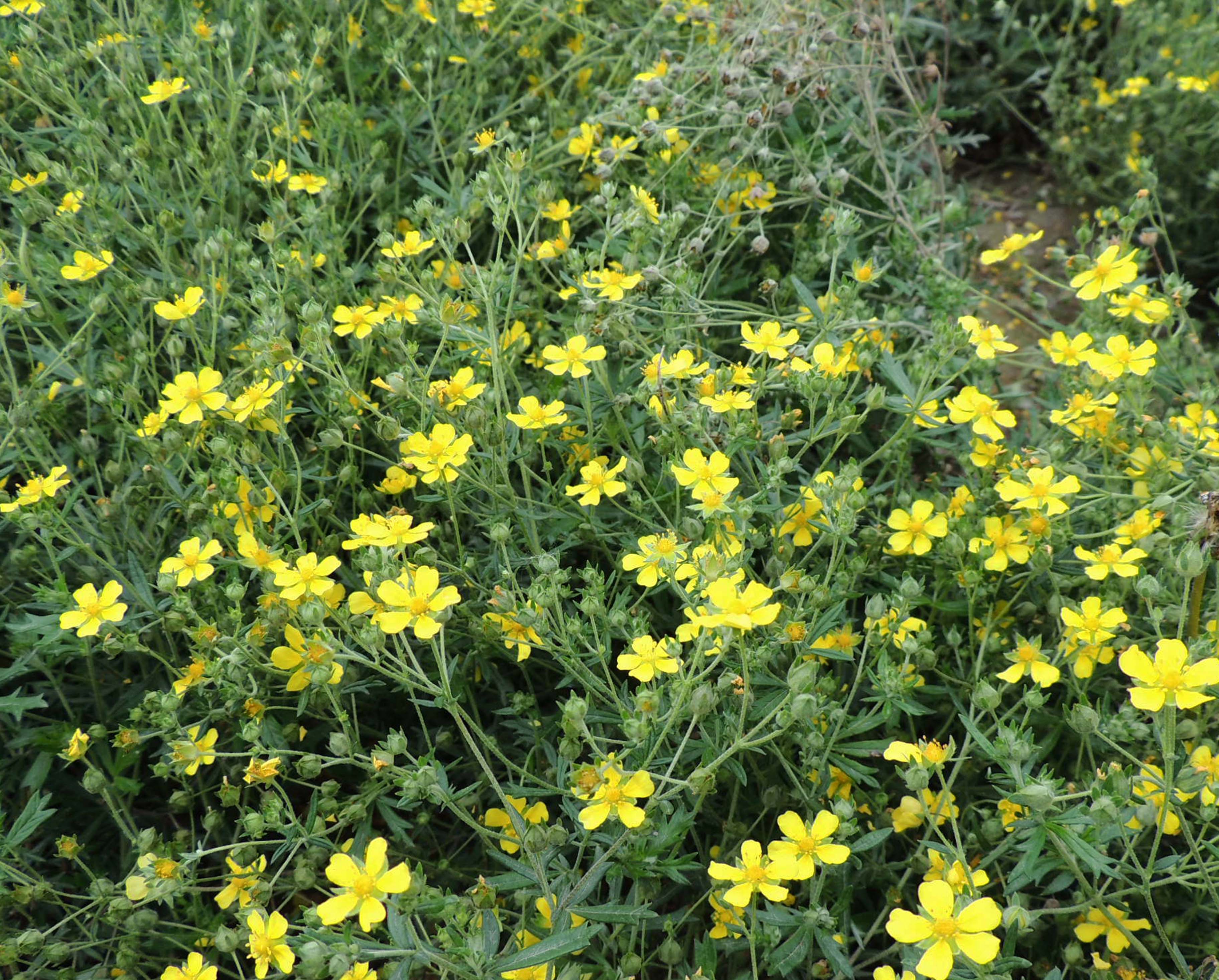 长期供应委陵菜种子