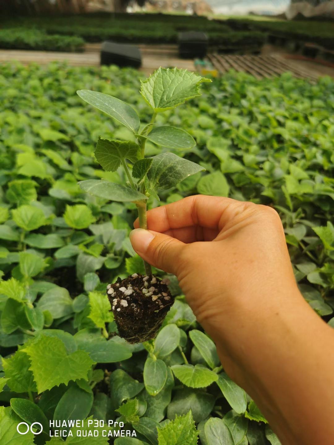 金妈妈519霸图430霸图613霸图730合力一号金妈妈黄瓜砧木