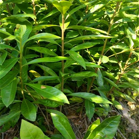 木荷厂家木荷袋苗木荷种植基地