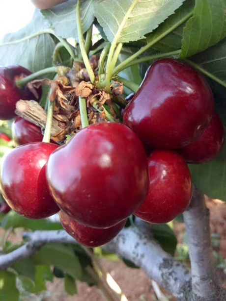 加拿大巨人樱桃成熟期 2年生矮化樱桃树苗价格