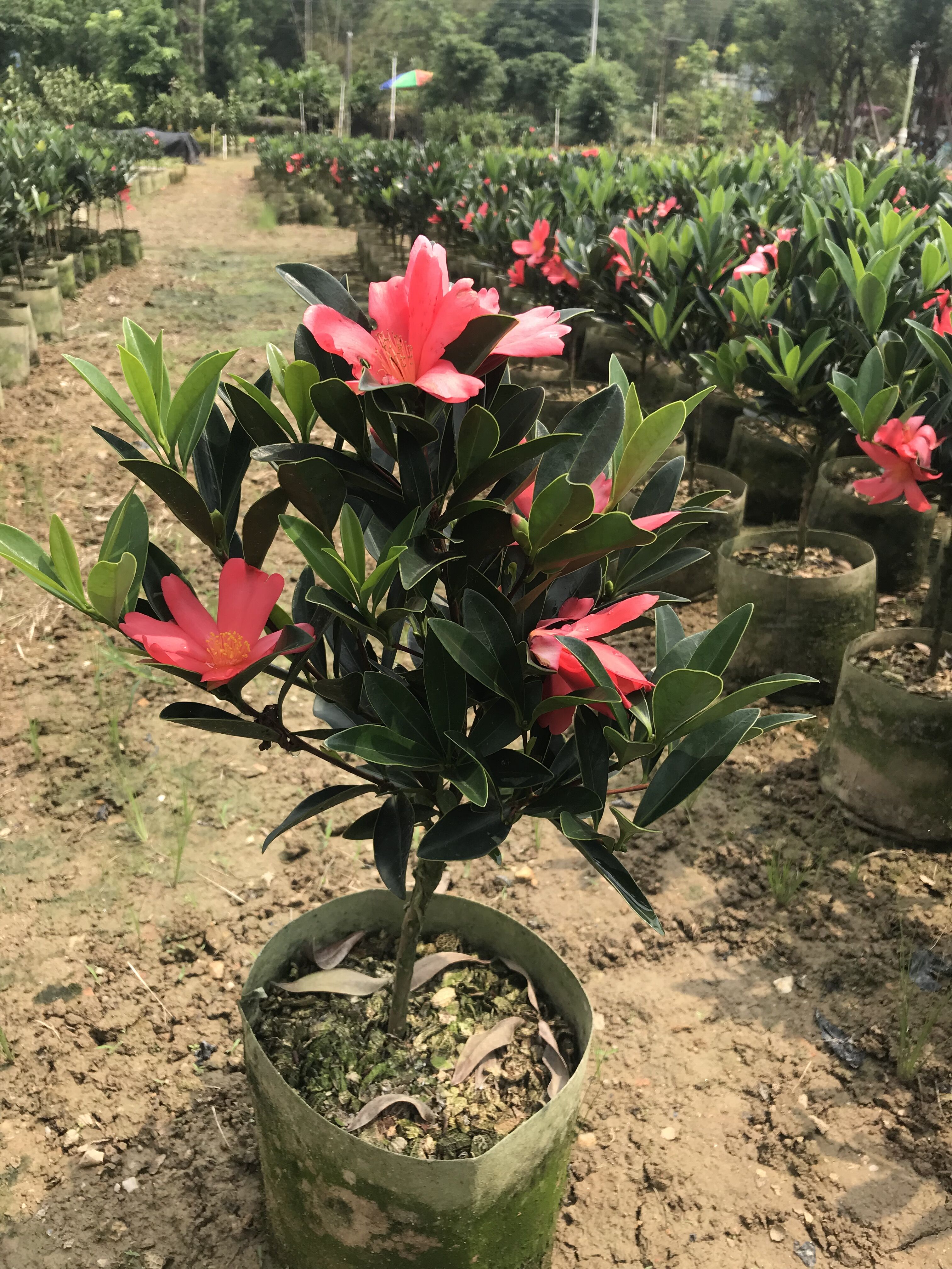 供应杜鹃红山茶四季茶花苗圃基地