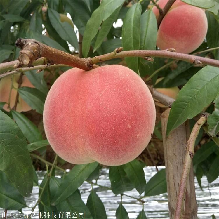 中蟠13号桃树苗1公分桃树苗永莲蜜桃树苗出售