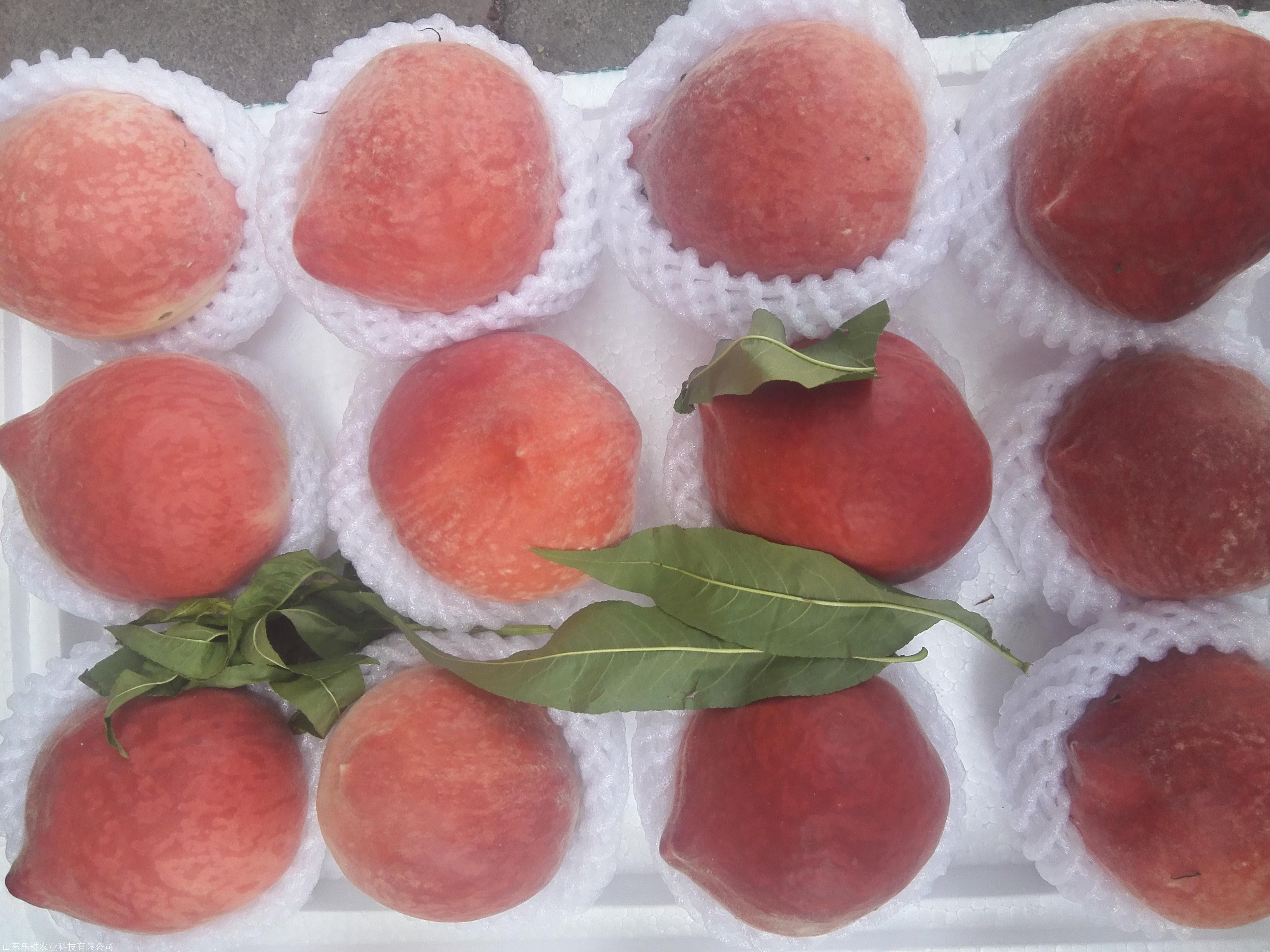 中蟠13号桃树苗1公分桃树苗永莲蜜桃树苗出售