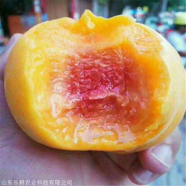 中蟠13号桃树苗1公分桃树苗永莲蜜桃树苗出售