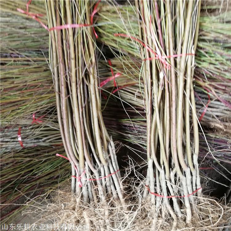 中蟠13号桃树苗1公分桃树苗永莲蜜桃树苗出售