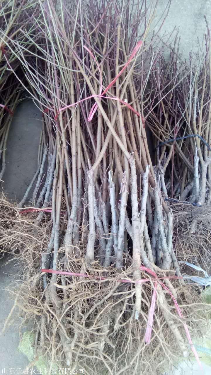 鲁星一号油桃树苗出售 黄金蜜4号桃树苗新品种