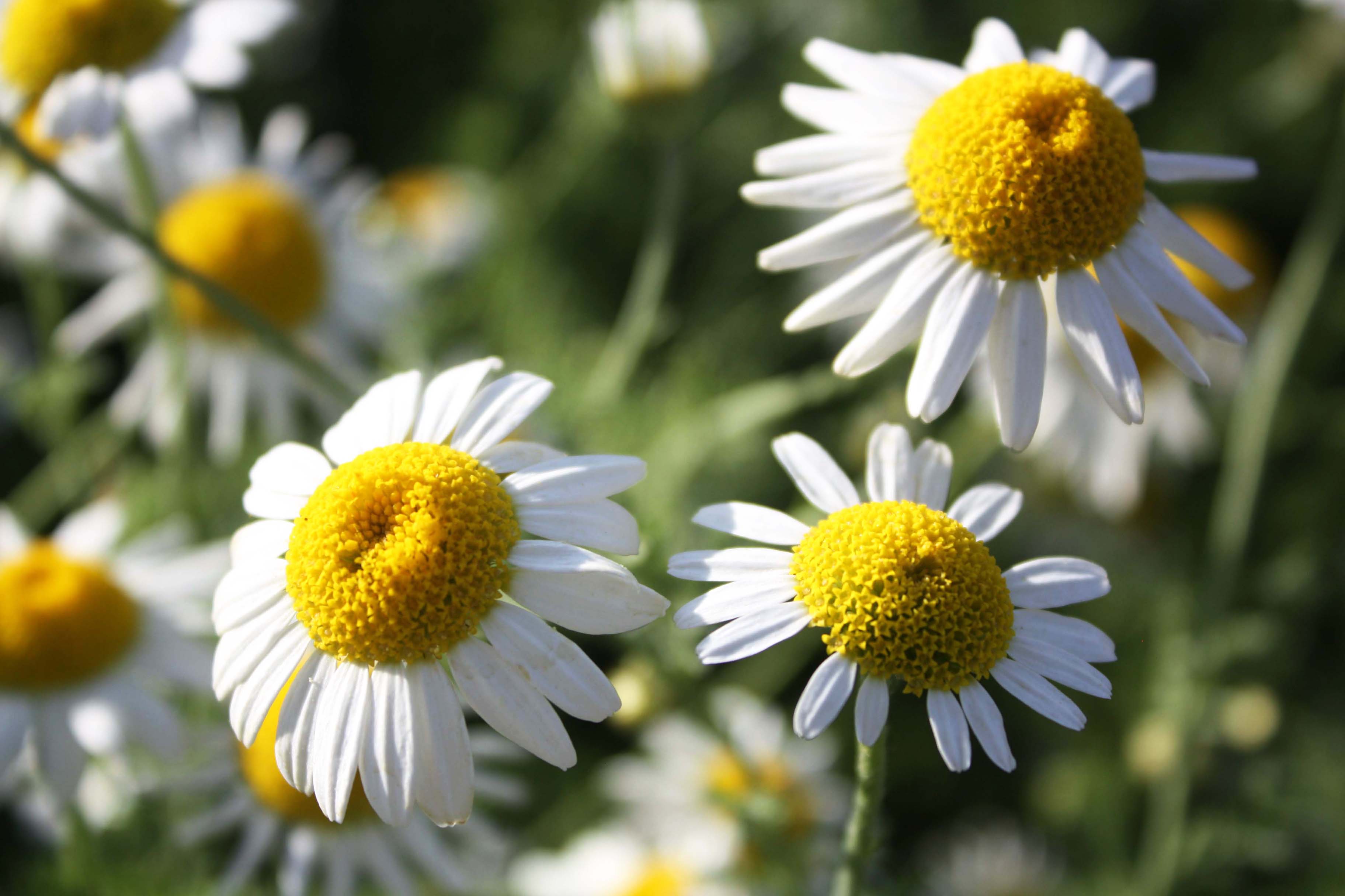 长期供应春白菊一级种子