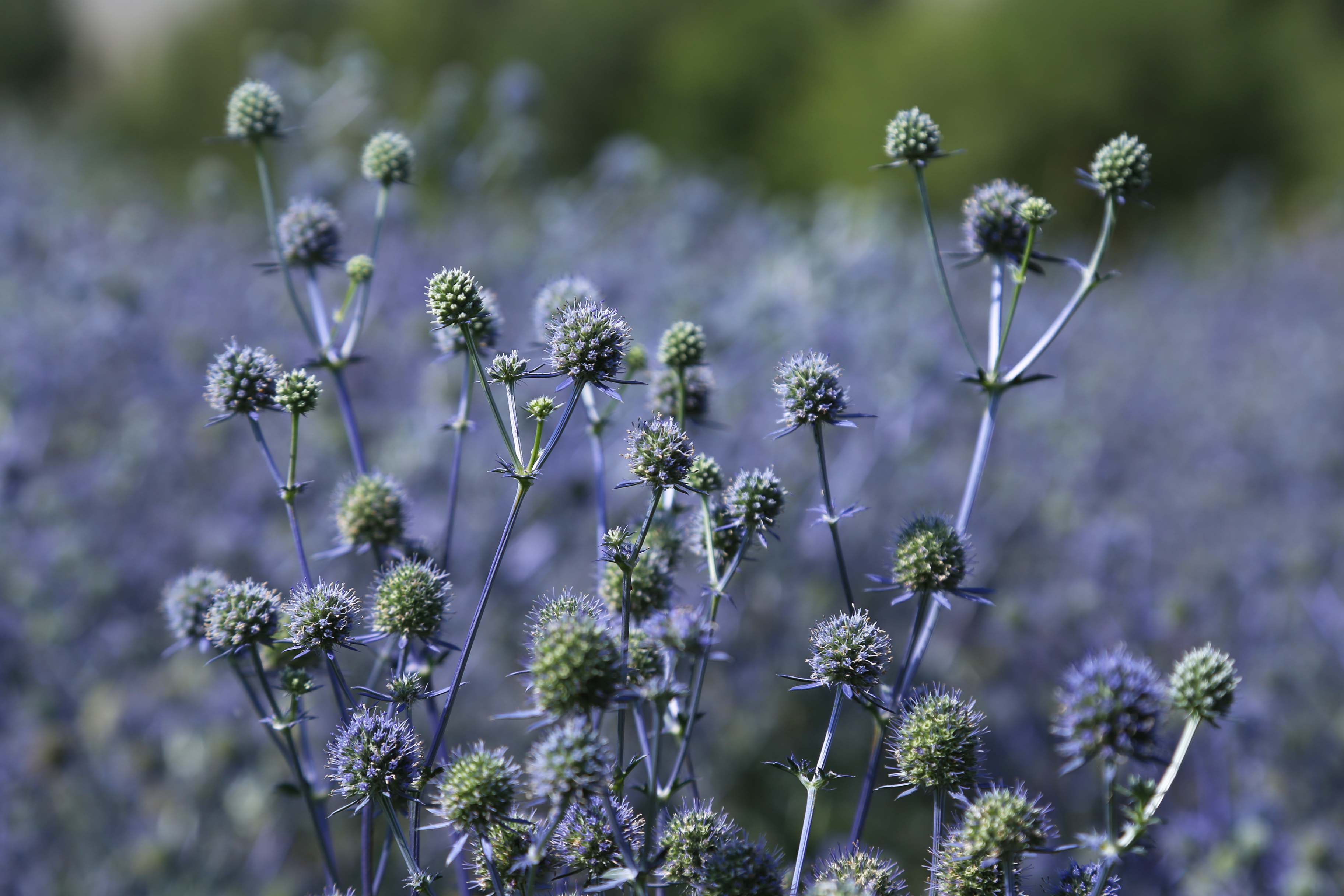 长期供应高山刺芹一级种子