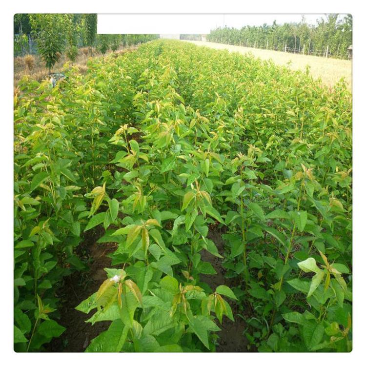 正宗嫁接樱桃树苗 红灯樱桃苗基地 茂盛 现货供应