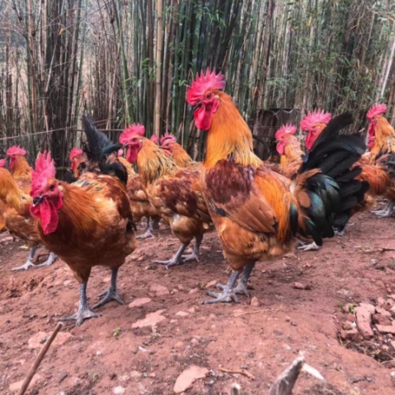 新广铁脚麻鸡图片