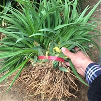 出售大花萱草 大花萱草小苗价格 大花萱草苗批发