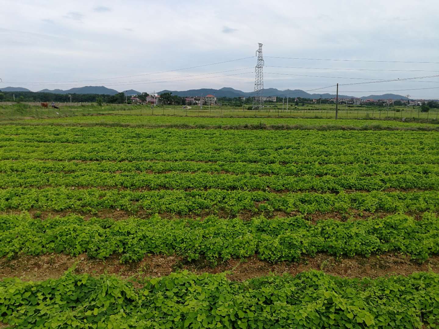 自产自销江西粉防己苗三百万株