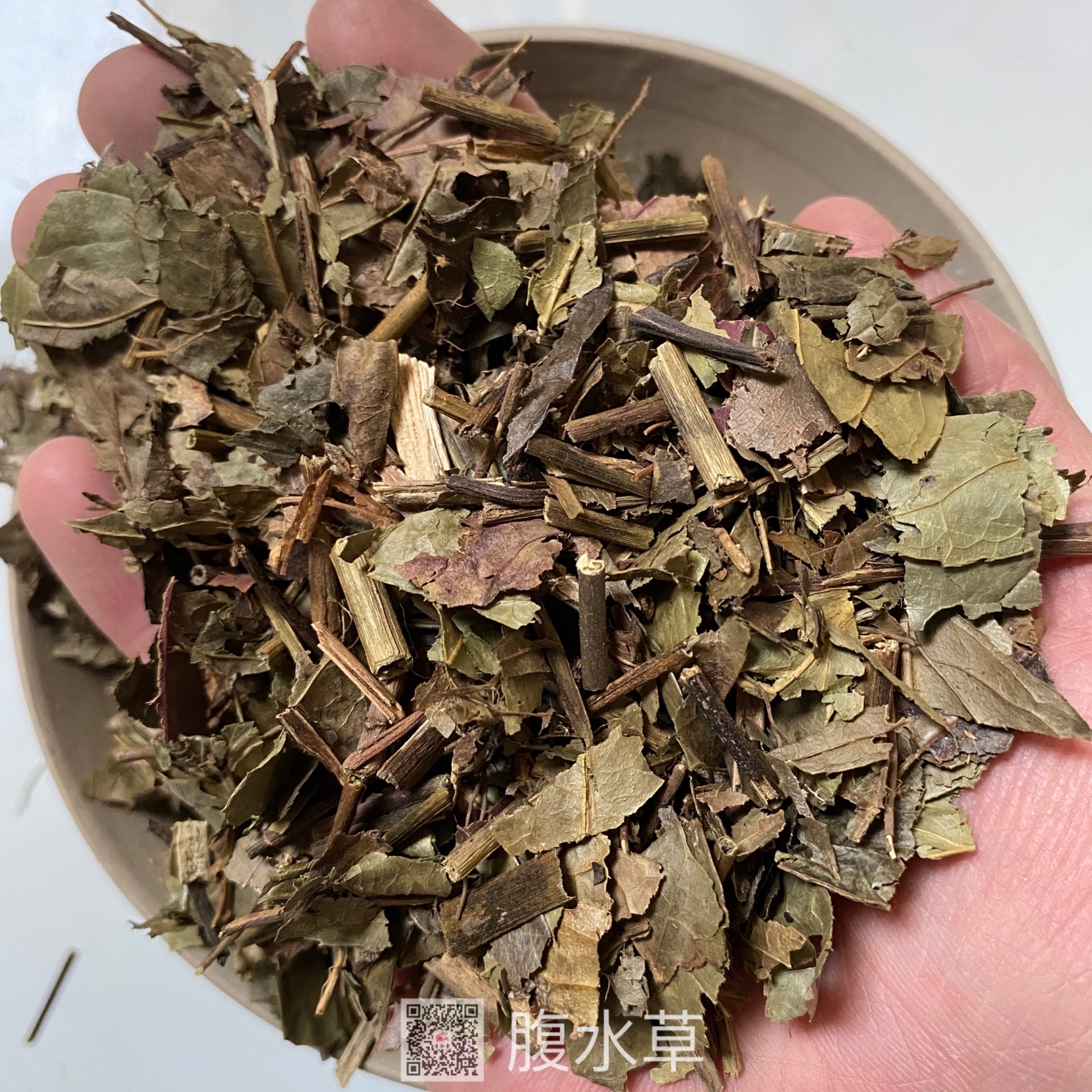 中药材腹水草腹水草的药用价值