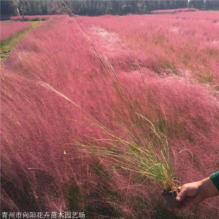 粉黛亂子草袋苗粉黛亂子草廠家四川花海景觀用苗粉黛亂子草