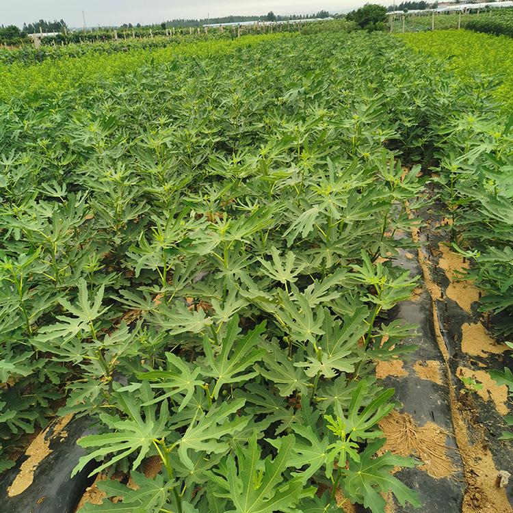 青皮无花果苗木价格 斯特拉无花果苗 茂盛 长期出售