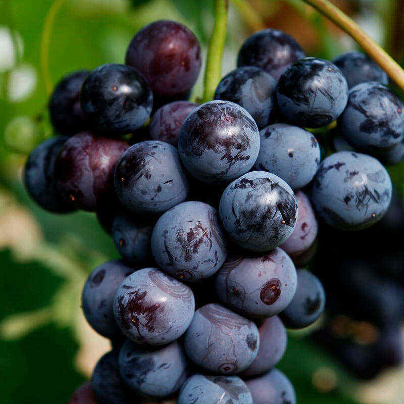 红香蕉葡萄苗基地直销种植培训红香蕉葡萄苗