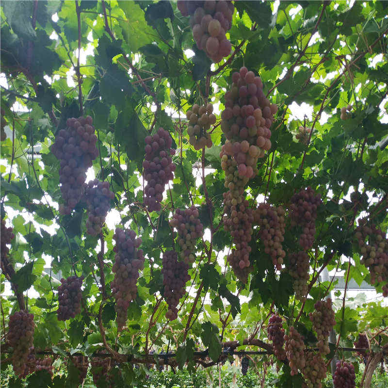 白牛奶葡萄苗批发小规格生华苗木白牛奶葡萄苗