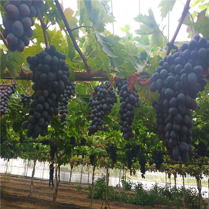 白牛奶葡萄苗根系发达种植基地白牛奶葡萄苗